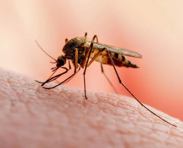 Dengue Fever