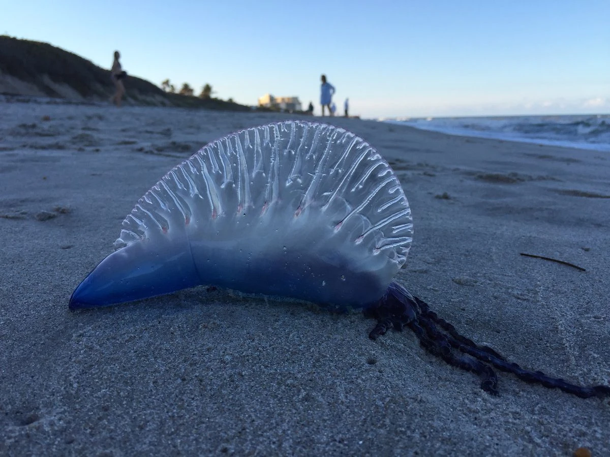 Jellyfish Sting Treatment in Quy Nhon: A Quick Guide